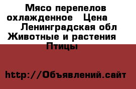 Мясо перепелов охлажденное › Цена ­ 600 - Ленинградская обл. Животные и растения » Птицы   